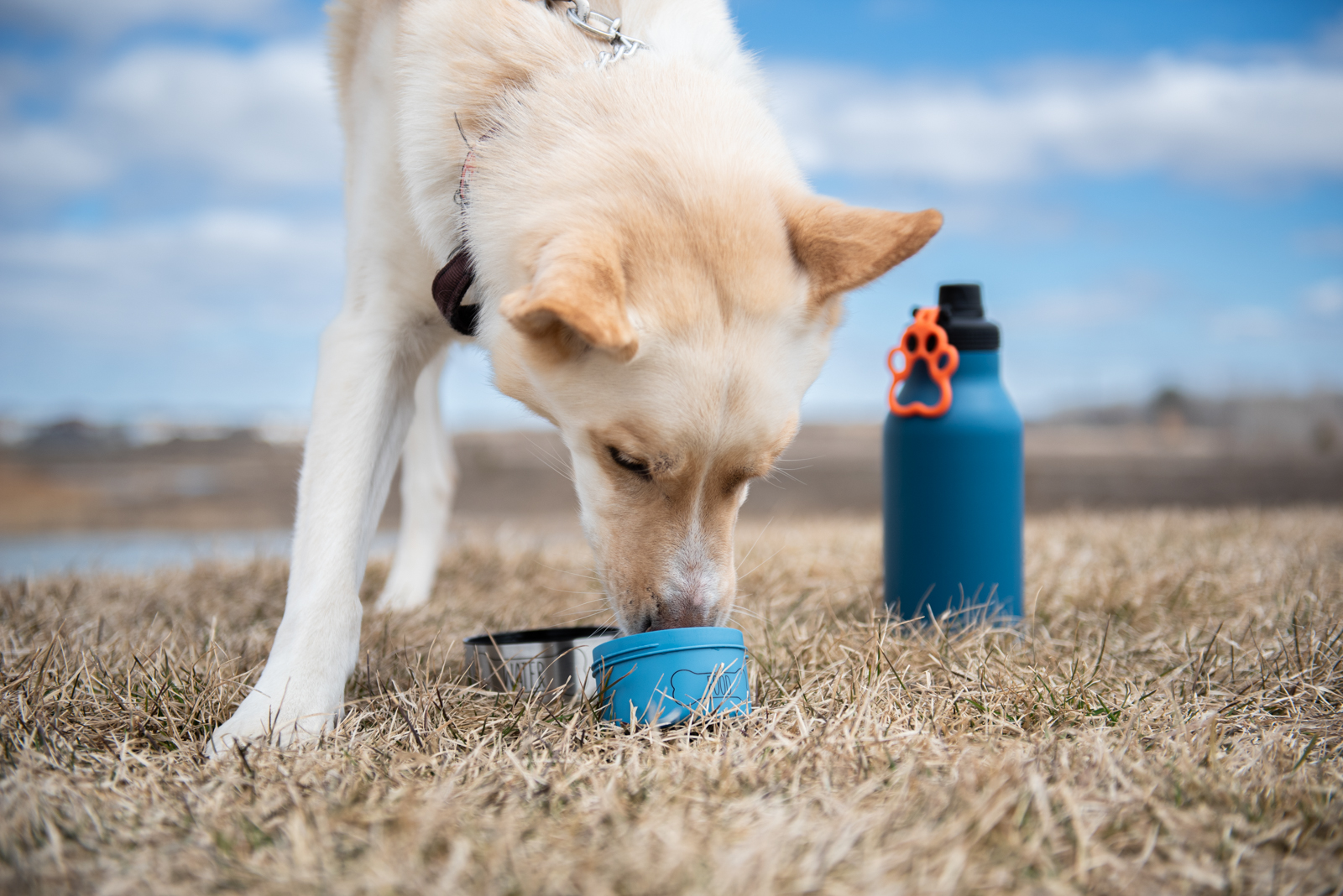 Pet Promotional Products